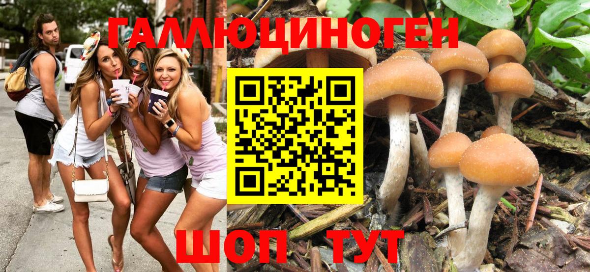 Моздок  Псилоцибиновые грибы MAGIC MUSHROOMS  Псилоцибиновые грибы прущие грибы  Вход с VPN 